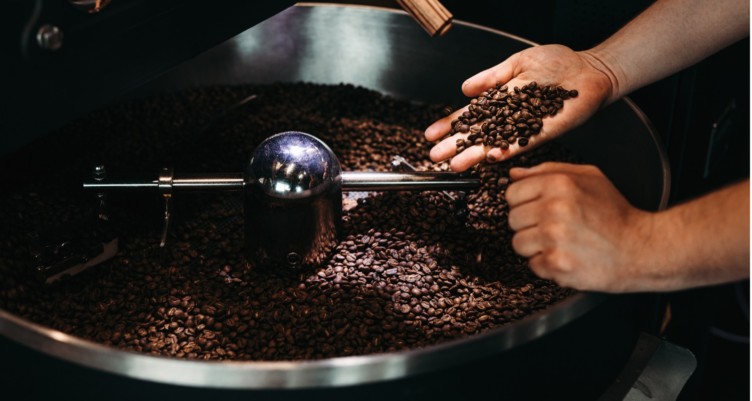 Homme tenant des grains de café fraîchement torréfiés au-dessus d'un tambour métallique