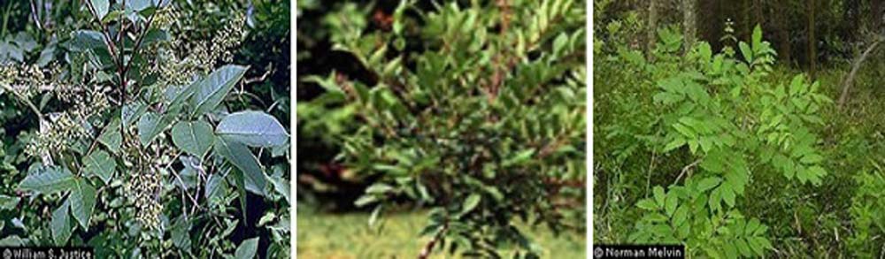 sumac vénéneux pour l'histoire de la dermatite à l'herbe à puce