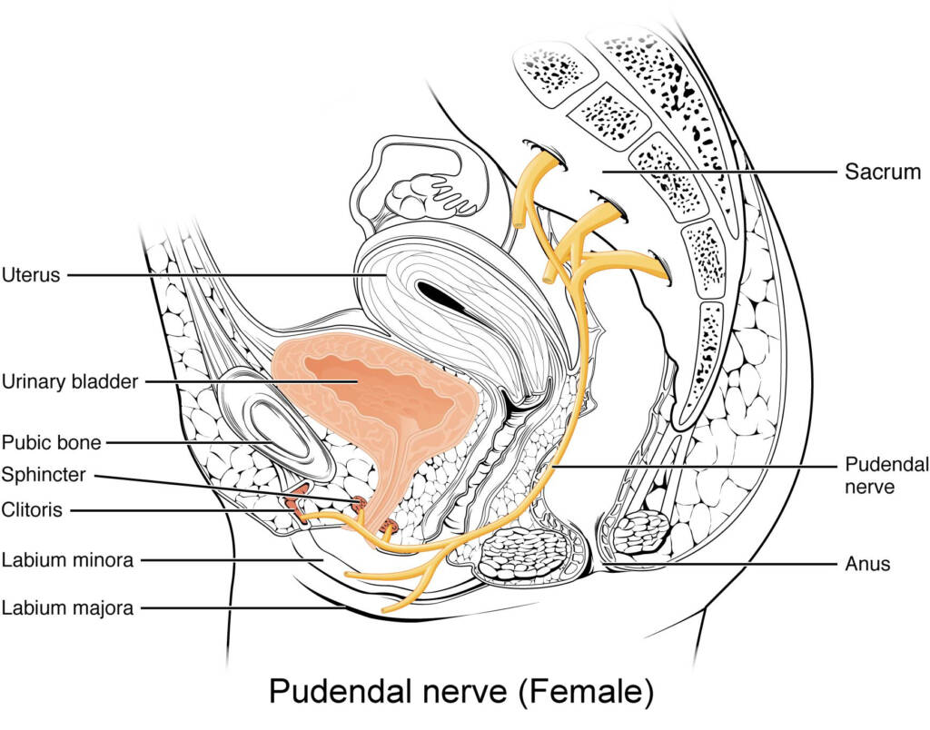 Nerf pudendal femelle